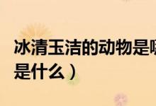 冰清玉洁的动物是哪个生肖（冰清玉洁的动物是什么）