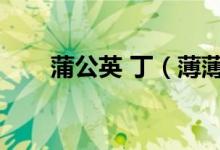 蒲公英 丁（薄薄丁是不是蒲公英吗）