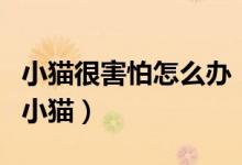 小猫很害怕怎么办（小猫害怕怎么办刚刚养的小猫）