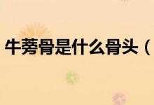 牛蒡骨是什么骨头（牛蒡骨是牛的哪个部位）