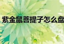 紫金鼠菩提子怎么盘（紫金鼠菩提子怎么盘）