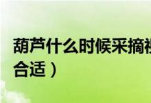 葫芦什么时候采摘视频（葫芦什么时候采摘最合适）