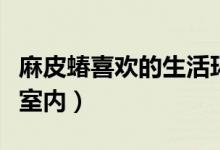 麻皮蝽喜欢的生活环境（麻皮蝽为什么会进入室内）