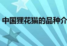 中国狸花猫的品种介绍（中国狸花猫分几种）