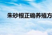 朱砂根正确养殖方法（朱砂根怎么养殖）