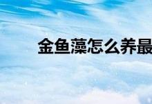 金鱼藻怎么养最好（怎么养金鱼藻）