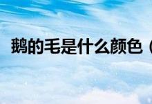 鹅的毛是什么颜色（edm是什么意思抖音）