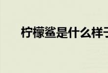 柠檬鲨是什么样子的（柠檬鲨是什么）