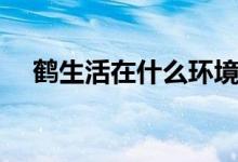 鹤生活在什么环境（鹤生活在什么环境）