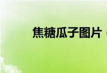 焦糖瓜子图片（焦糖瓜子怎么炒）