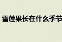 雪莲果长在什么季节（雪莲果长在什么地方）