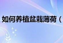 如何养植盆栽薄荷（养植盆栽薄荷方法简述）