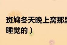 斑鸠冬天晚上窝那里（冬天斑鸠爱在什么地方睡觉的）