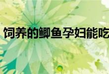 饲养的鲫鱼孕妇能吃吗（饲养的鲫鱼吃什么）