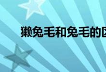 獭兔毛和兔毛的区别（两者有何不同）