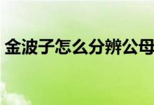 金波子怎么分辨公母视频（金波子怎么繁殖）