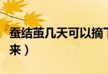 蚕结茧几天可以摘下来（蚕结茧几天可以拿下来）