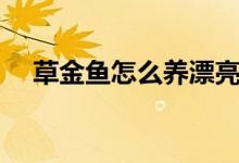 草金鱼怎么养漂亮（草金鱼如何养漂亮）