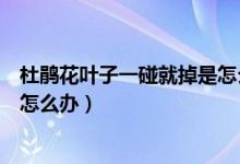 杜鹃花叶子一碰就掉是怎么回事（杜鹃花一碰就掉叶子如图怎么办）