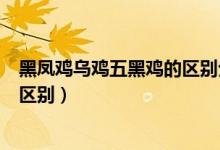 黑凤鸡乌鸡五黑鸡的区别分别是什么（黑凤鸡乌鸡五黑鸡的区别）