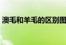 澳毛和羊毛的区别图片（澳毛和羊毛的区别）