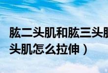肱二头肌和肱三头肌拉伸方法（肱二头肌和三头肌怎么拉伸）