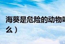 海葵是危险的动物吗（海葵属于动物原因是什么）