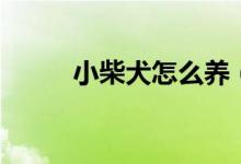 小柴犬怎么养（学会这些错不了）