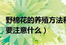 野棉花的养殖方法和注意事项（养殖野棉花需要注意什么）