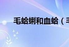 毛蛤蜊和血蛤（毛蛤蜊和血蛤蜊区别）