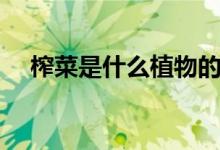 榨菜是什么植物的根茎（榨菜是什么梗）