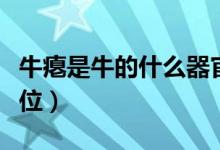 牛瘪是牛的什么器官（牛瘪是什么牛的什么部位）