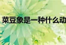 菜豆象是一种什么动物（菜豆象是一种什么）