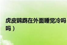 虎皮鹦鹉在外面睡觉冷吗（虎皮鹦鹉怕冷吗晚上放外面可以吗）