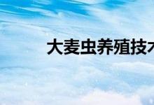 大麦虫养殖技术（大麦虫如何养）