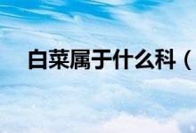 白菜属于什么科（白菜的简介你知道吗）