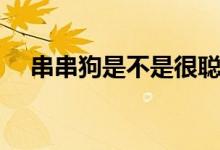 串串狗是不是很聪明（串串狗是土狗吗）