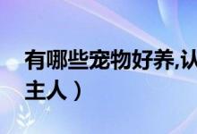 有哪些宠物好养,认主人（养什么小宠物会认主人）