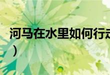 河马在水里如何行走的（河马在水里如何行走）