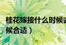 桂花嫁接什么时候去掉薄膜（桂花嫁接什么时候合适）