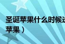 圣诞苹果什么时候送（圣诞一般都什么时候送苹果）