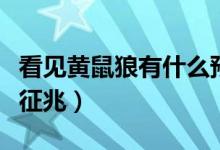看见黄鼠狼有什么预兆吗（看见黄鼠狼有什么征兆）