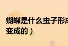 蝴蝶是什么虫子形成的图片（蝴蝶是什么虫子变成的）