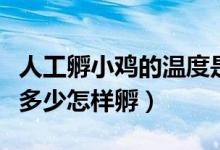 人工孵小鸡的温度是多少（人孵小鸡的温度是多少怎样孵）