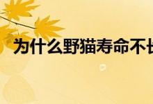 为什么野猫寿命不长（为什么野猫不能养）