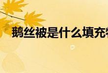 鹅丝被是什么填充物（e生保是什么保险）