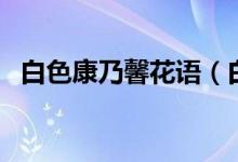 白色康乃馨花语（白色康乃馨花语是什么）