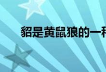 貂是黄鼠狼的一种么（貂是黄鼠狼吗）