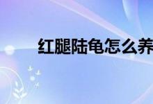 红腿陆龟怎么养（红腿陆龟如何养）