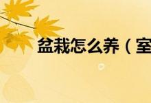 盆栽怎么养（室内盆栽植物怎么养）